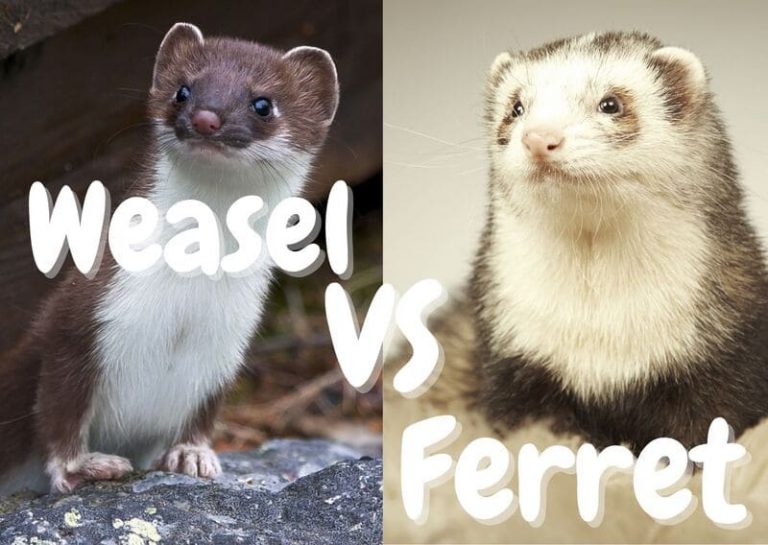 Weasel VS Ferret: 8 Differences (With Pictures) - The Pet Savvy