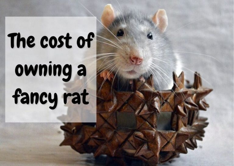 How Much Do Rats Cost? (2023 Update) - The Pet Savvy