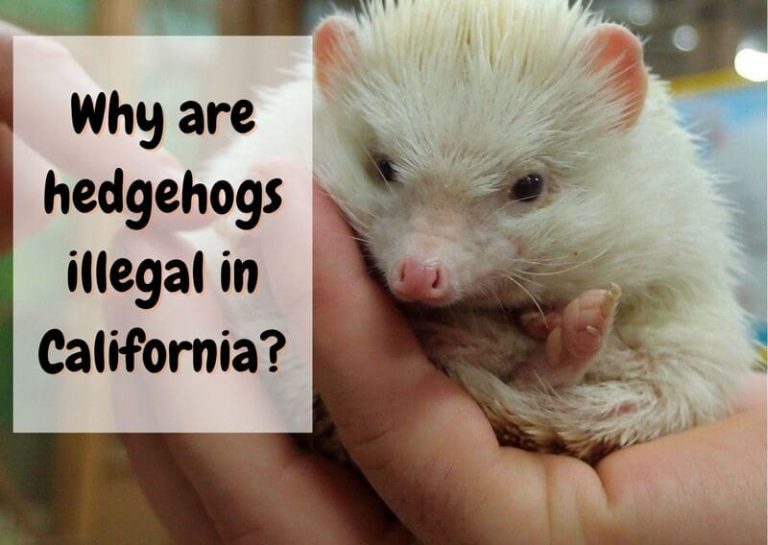 Why Are Hedgehogs Still Illegal in California? The Pet Savvy