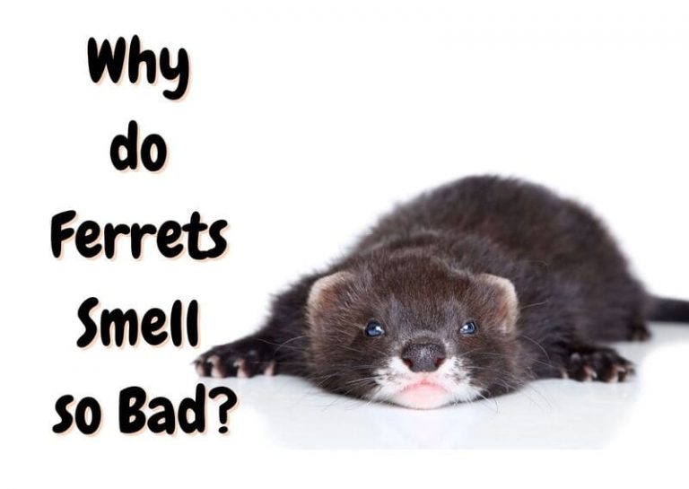 Do Ferrets Smell? 9 Tips to Reduce Ferret Odors - The Pet Savvy