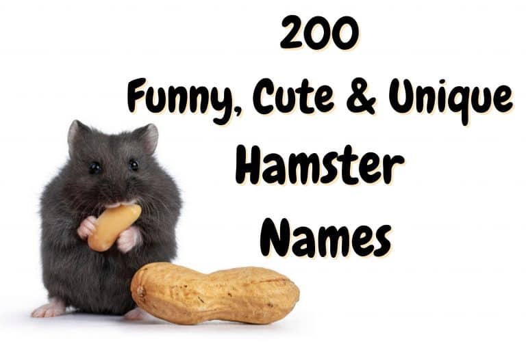 hamster-names-200-unique-cute-names-for-a-hamster-the-pet-savvy