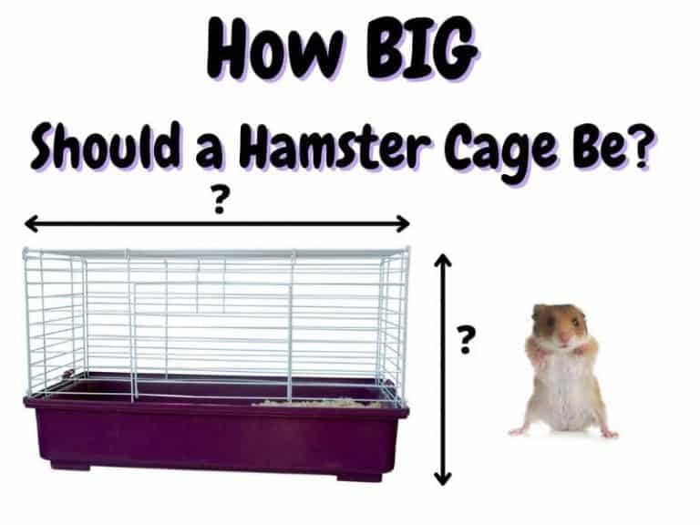 How Big Should a Hamster Cage Be? - The Pet Savvy