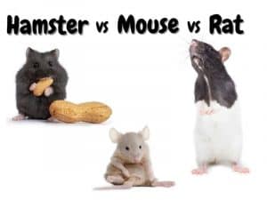 Hamster VS Mouse VS Rat: Which Pet Should I Choose? - The Pet Savvy