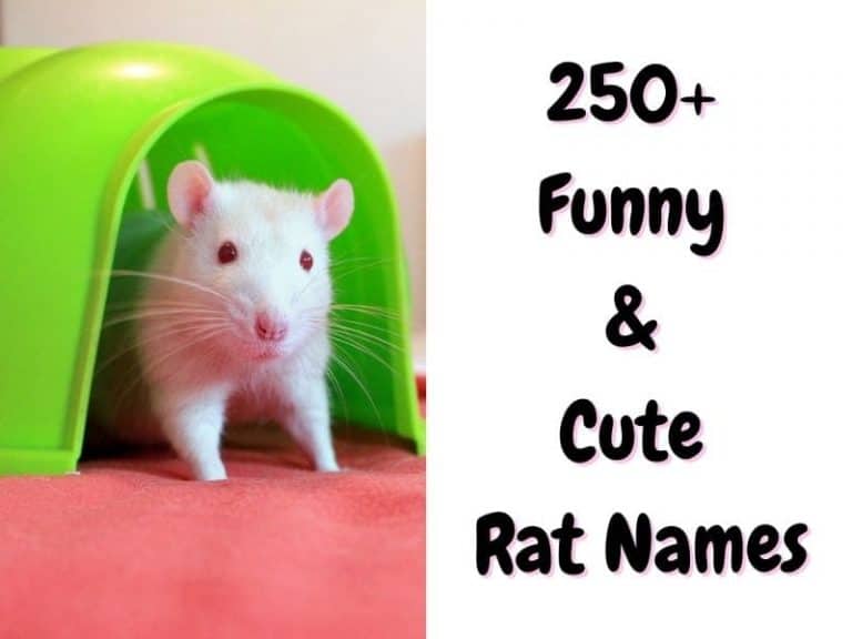 rat-names-250-unique-cute-names-for-a-rat-the-pet-savvy