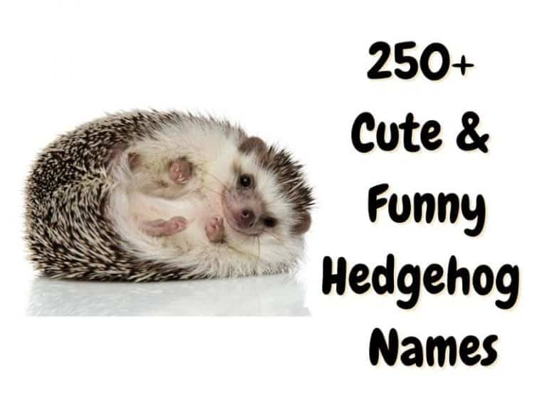 Hedgehog Names 250 Cute And Funny Names For A Hedgehog The Pet Savvy