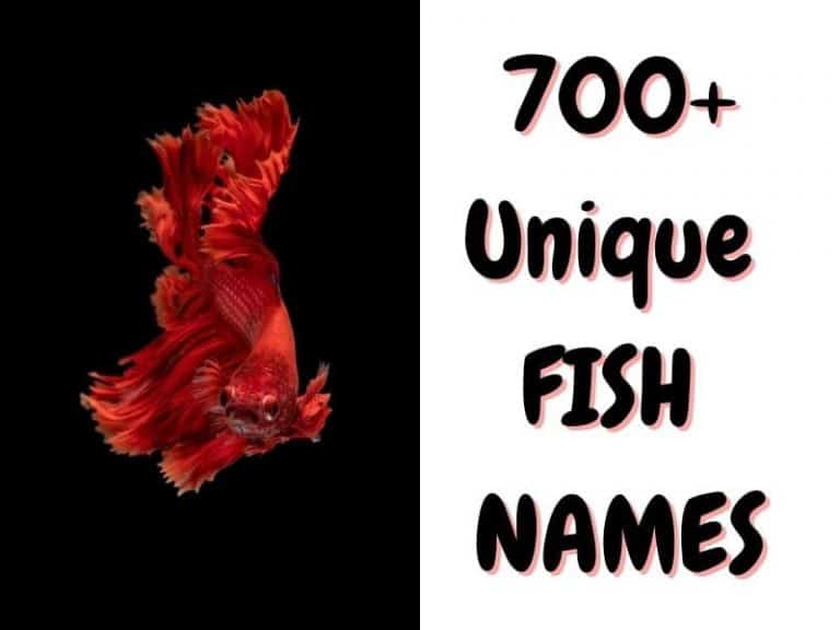 fish-names-700-funny-and-unique-names-for-your-fish-the-pet-savvy