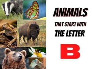 180 Animals That Start With B (With Pictures And Videos) - The Pet Savvy