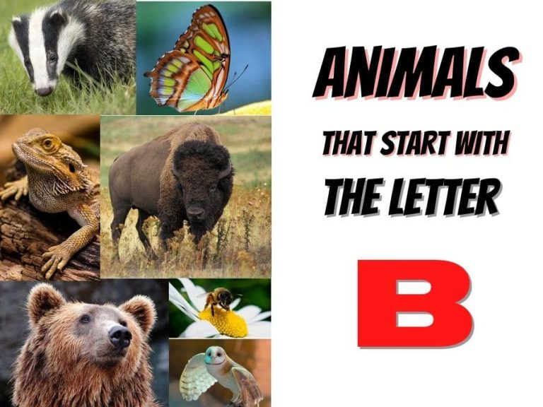 180 Animals That Start With B (With Pictures and Videos) - The Pet Savvy