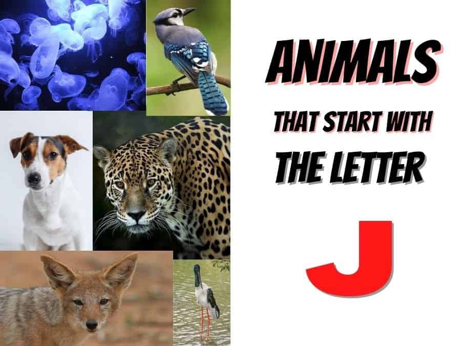 safari animals that start with j