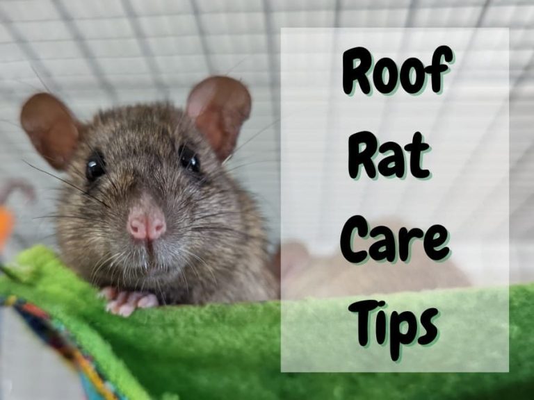 All About Roof Rats (Ratus Ratus) - Care Tips From a Breeder - The Pet ...