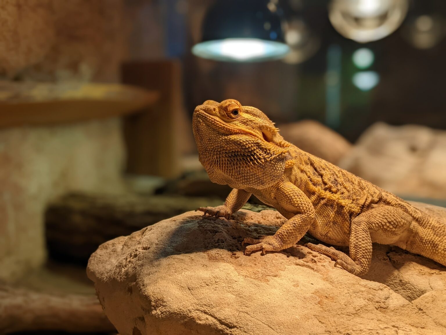 Bearded Dragons 101: The Ultimate Care Guide - The Pet Savvy