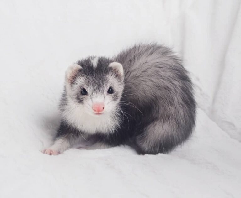 Types of Ferrets: 15 Ferret Colors and Patterns You Should Know - The ...