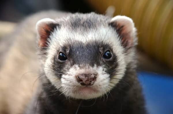 Types of Ferrets: 15 Ferret Colors and Patterns You Should Know - The ...