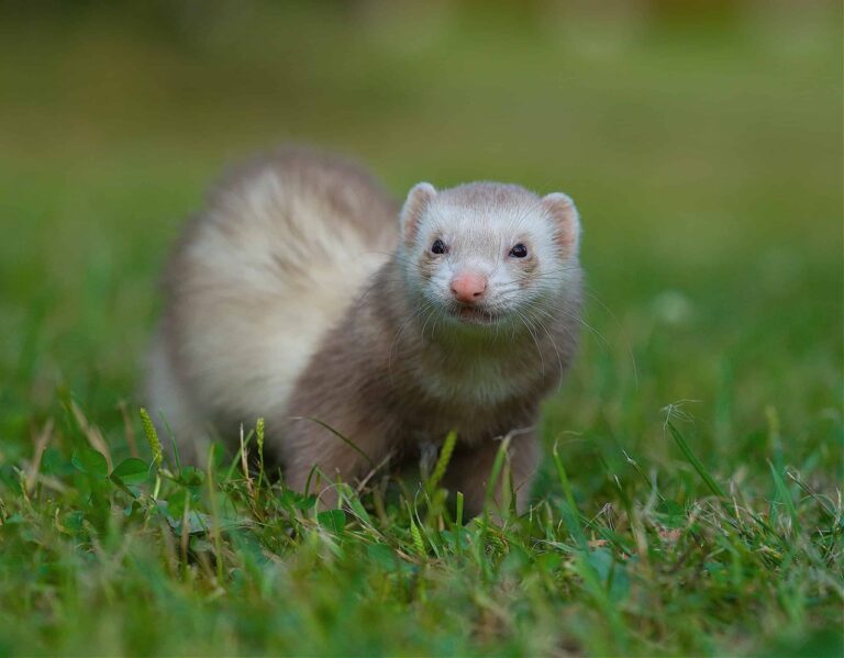 Types of Ferrets: 15 Ferret Colors and Patterns You Should Know - The ...