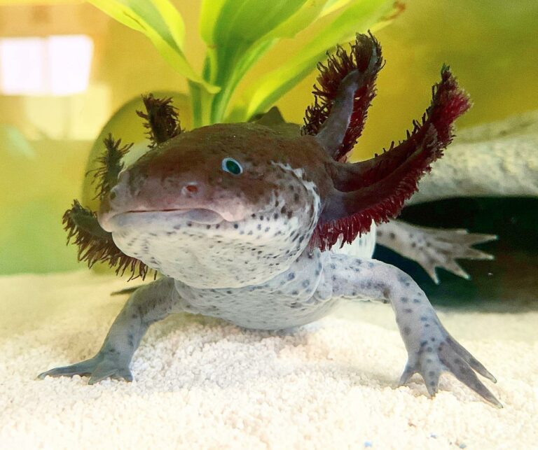 100+ Unique Axolotl Names You Will Surely Like - The Pet Savvy