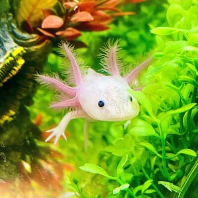 100+ Unique Axolotl Names You Will Surely Like - The Pet Savvy