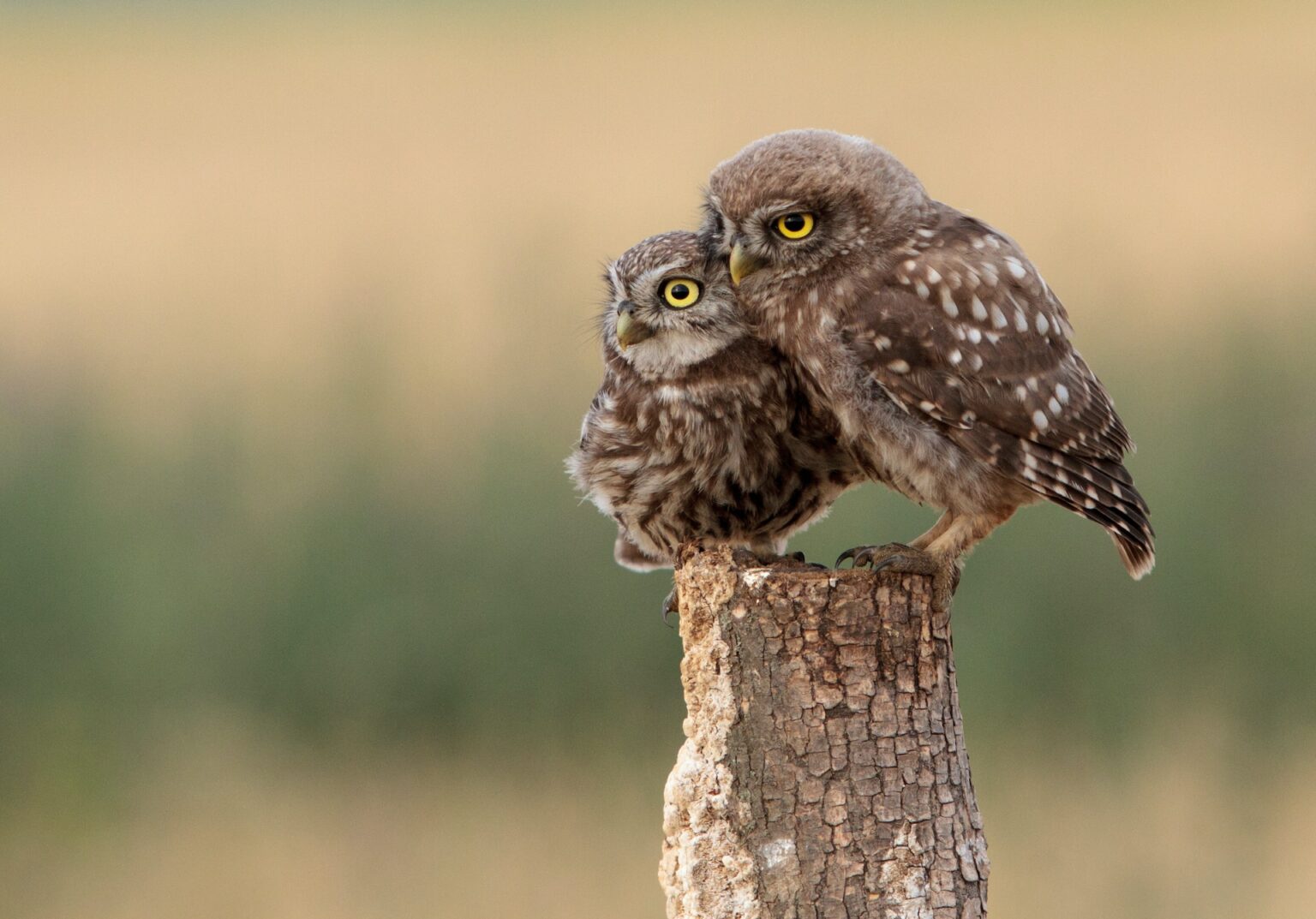 100-fun-and-unique-owl-names-you-will-love-the-pet-savvy