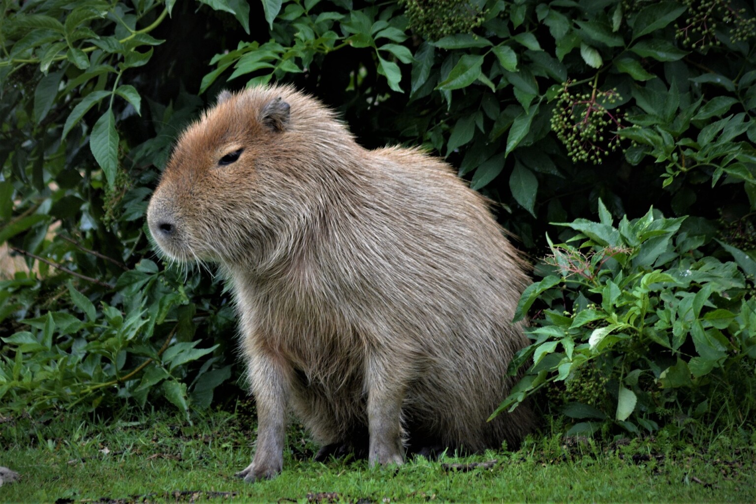 Capybaras as Pets: Can You Do This and… Should You? - The Pet Savvy