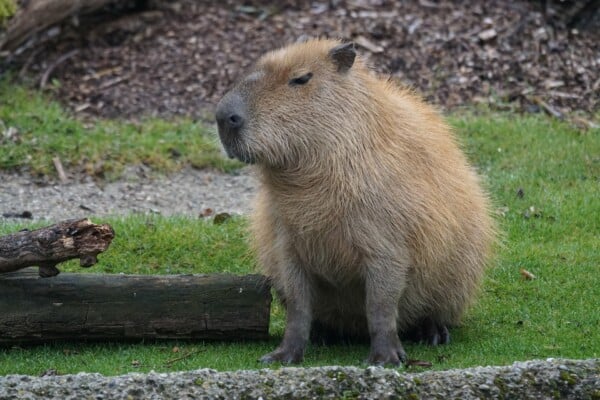 Capybaras as Pets: Can You Do This and… Should You? - The Pet Savvy