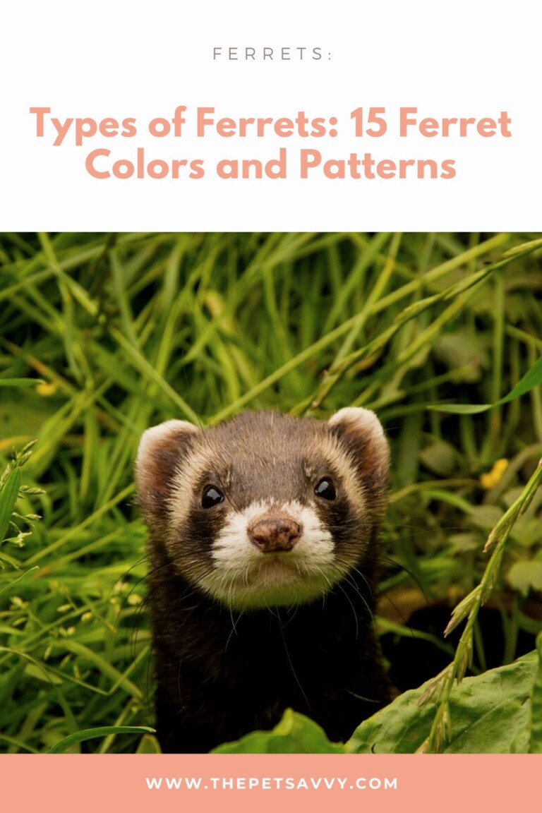 Types Of Ferrets 15 Ferret Colors And Patterns You Should Know The